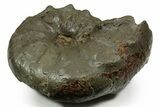 Triassic Ammonite (Ceratites praenodosus) Fossil - Germany #351230-1